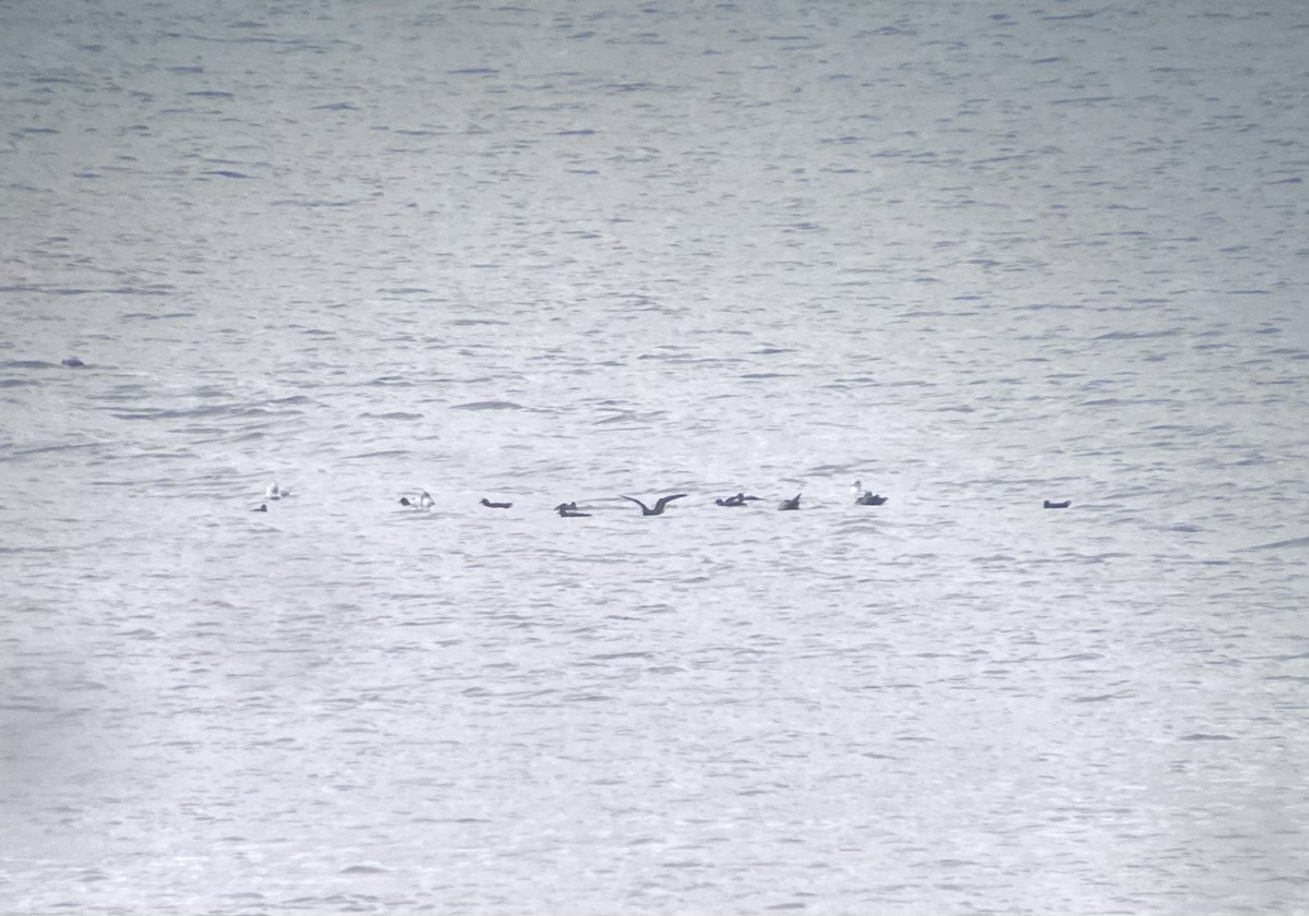 Sooty/Short-tailed Shearwater - ML643632029