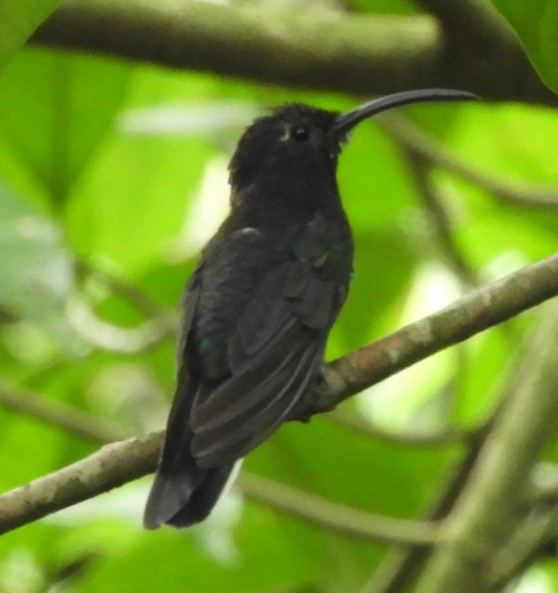 Colibrí Morado - ML643632034