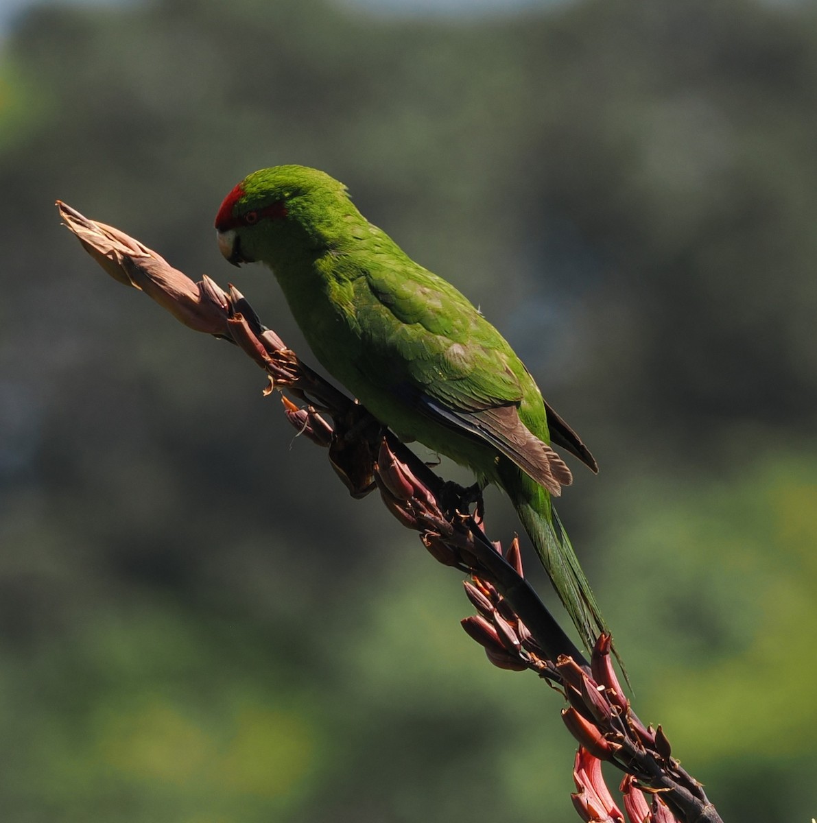 Ziegensittich - ML643632035