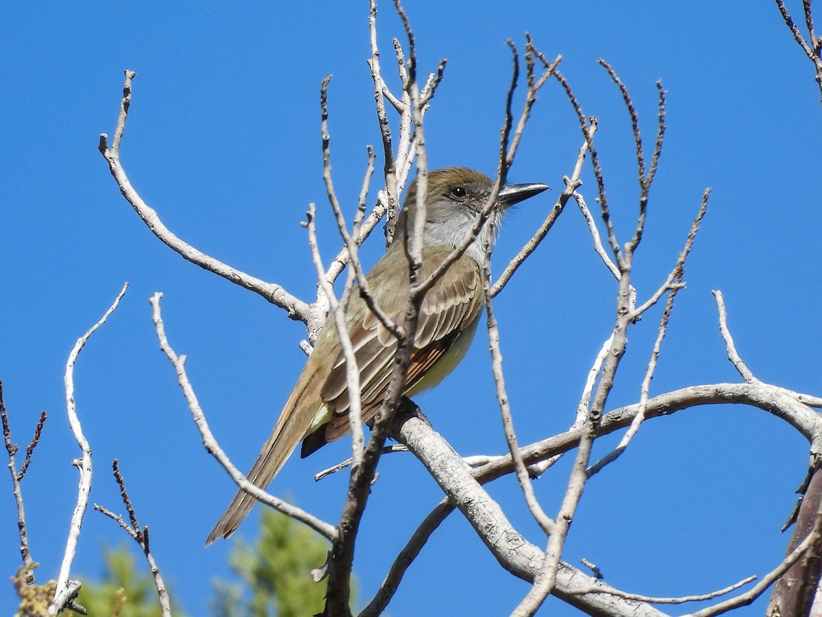 Brown-crested Flycatcher - ML643632043