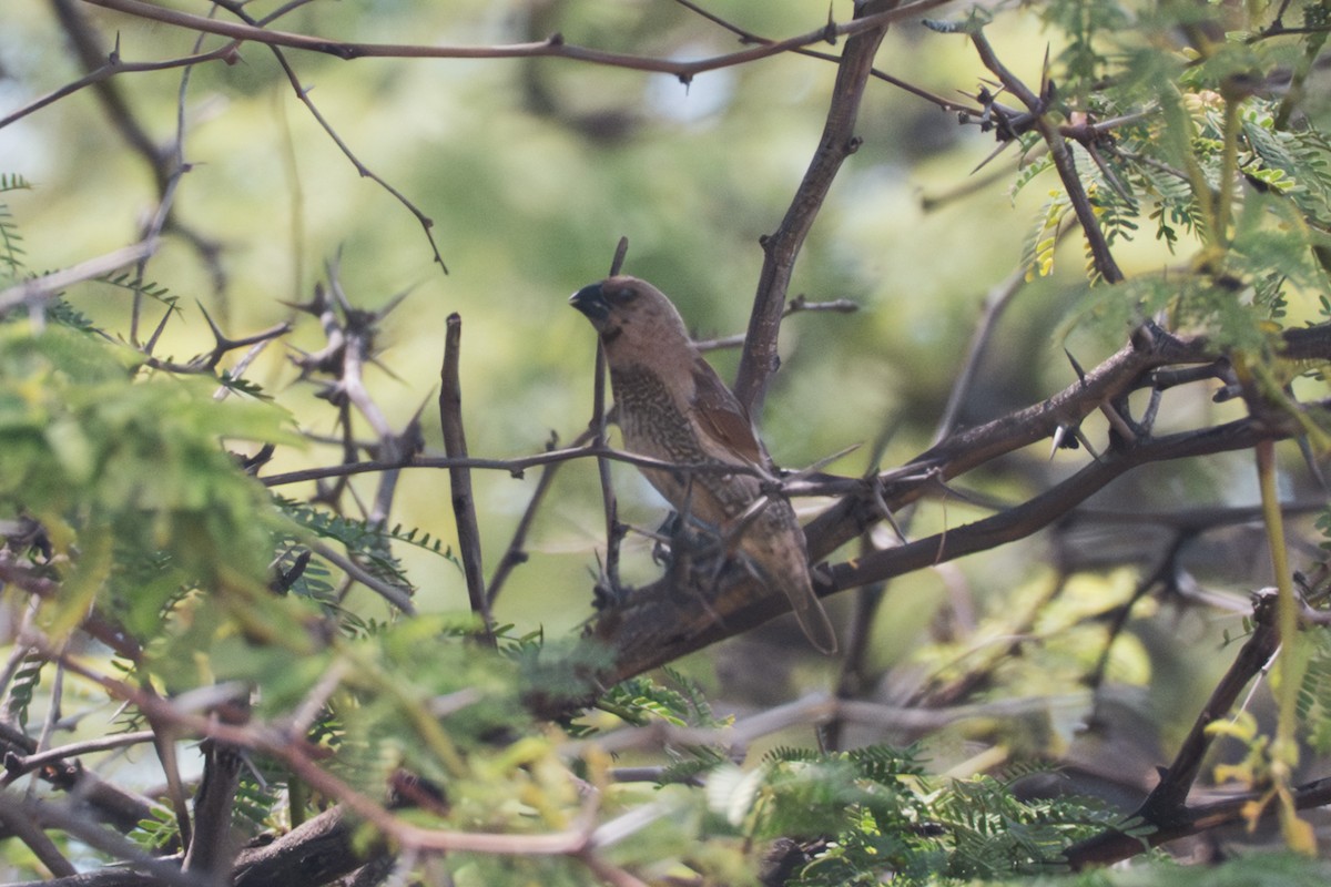 panenka muškátová - ML643632049