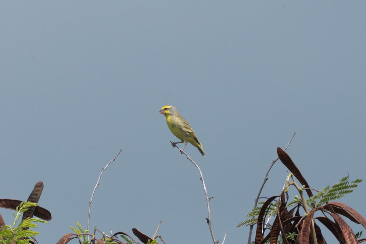 zvonohlík žlutočelý - ML643632052