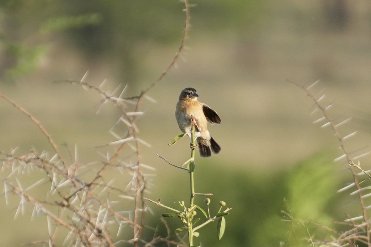 ub. spurvefugl (Passeriformes sp.) - ML643632053