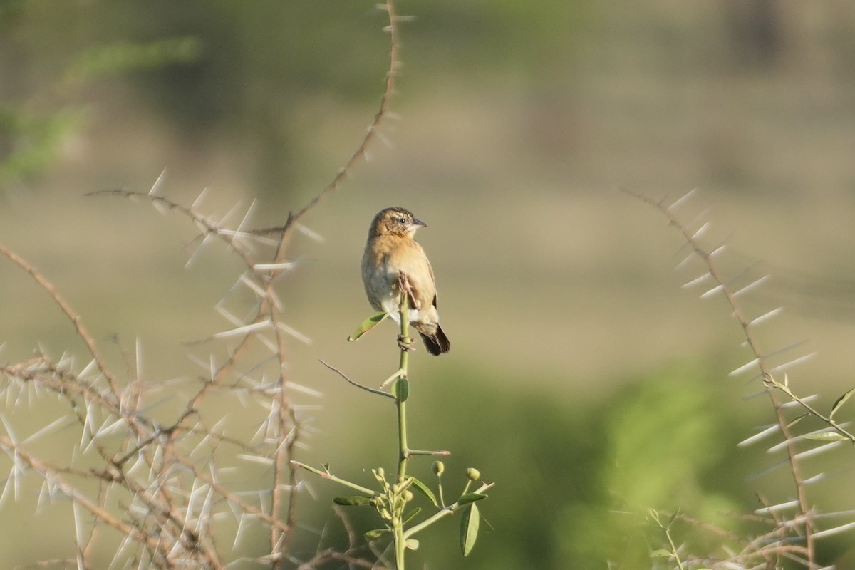 ub. spurvefugl (Passeriformes sp.) - ML643632054