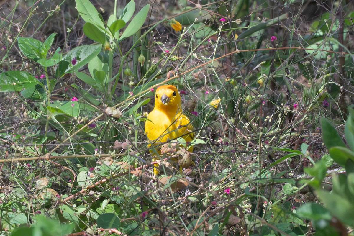 Saffron Finch - ML643632060
