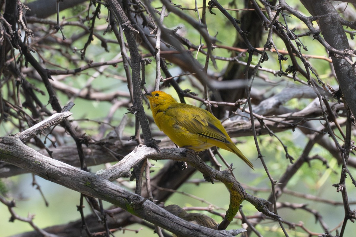 Saffron Finch - ML643632061