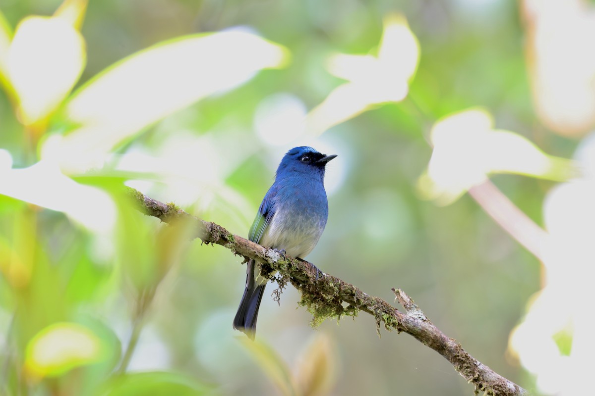 Indigo Flycatcher (Rufous-vented) - ML643632065