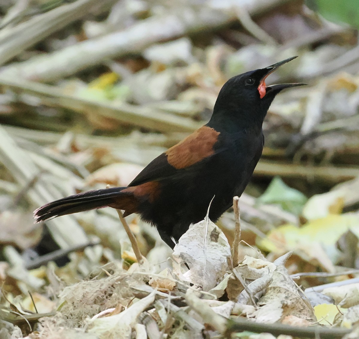 North Island Saddleback - ML643632074