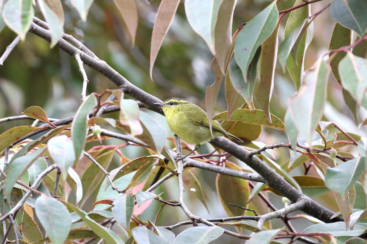 Mountain Leaf Warbler - ML643632104