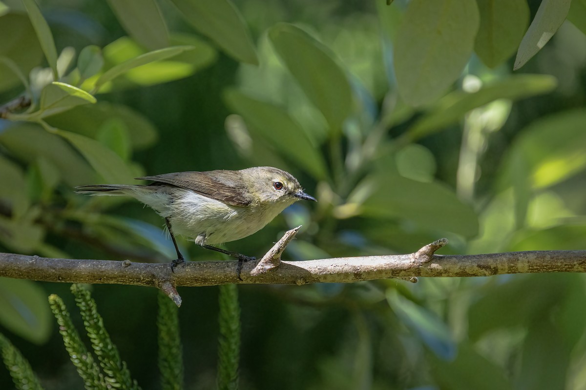 Norfolk Island Gerygone - ML643632105
