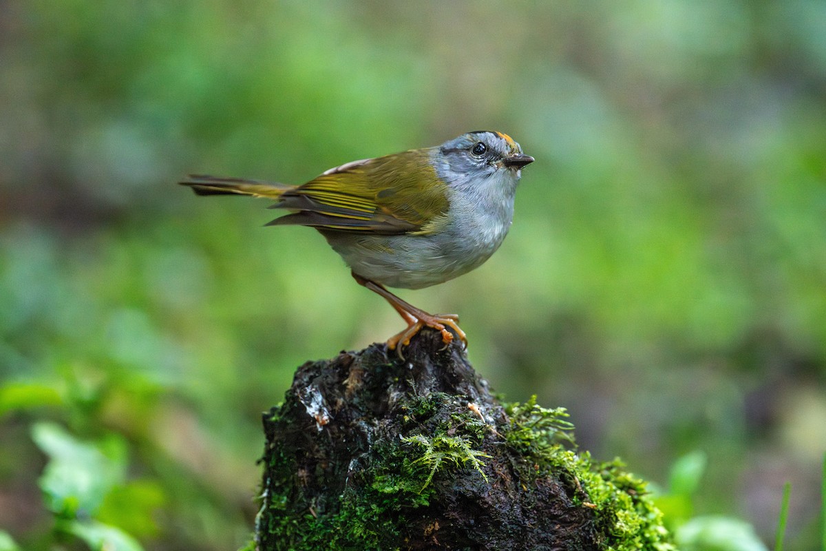 Paruline à diadème - ML643632120