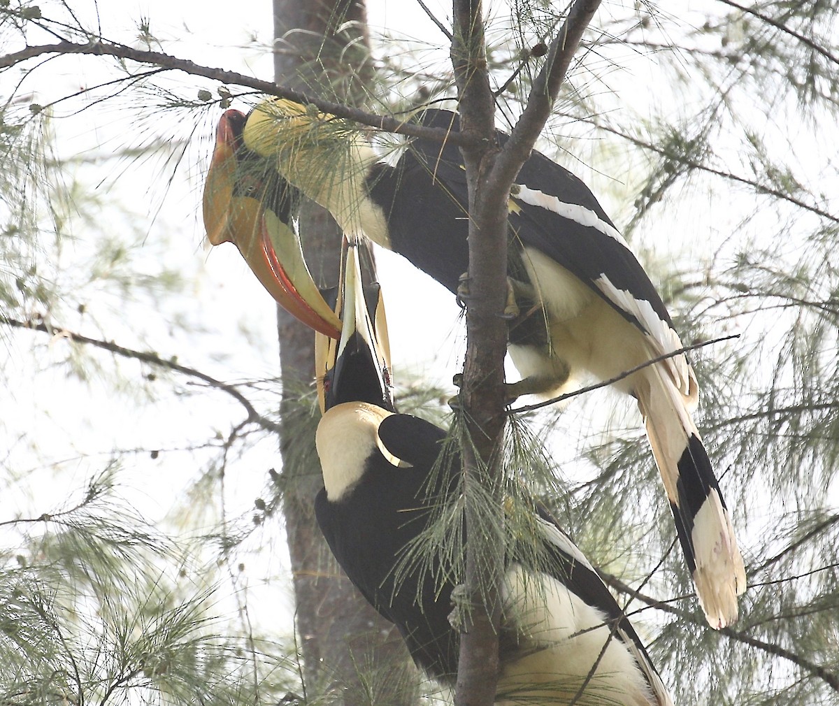 Great Hornbill - ML643632147