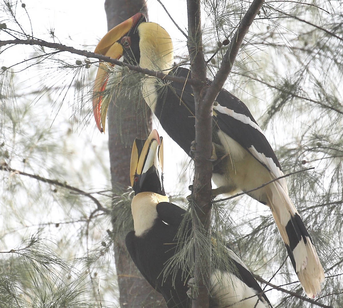 Great Hornbill - ML643632148