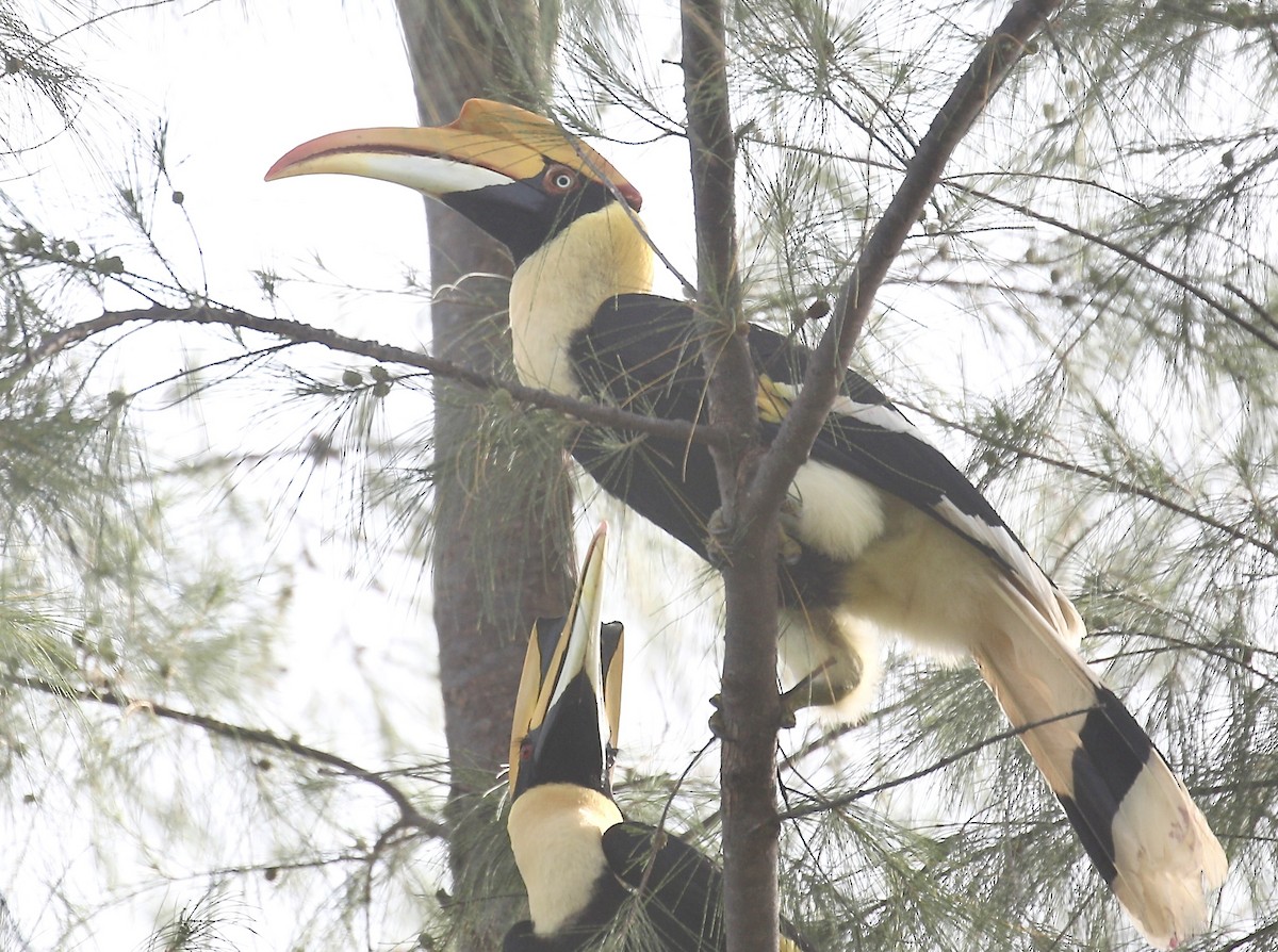 Great Hornbill - ML643632149
