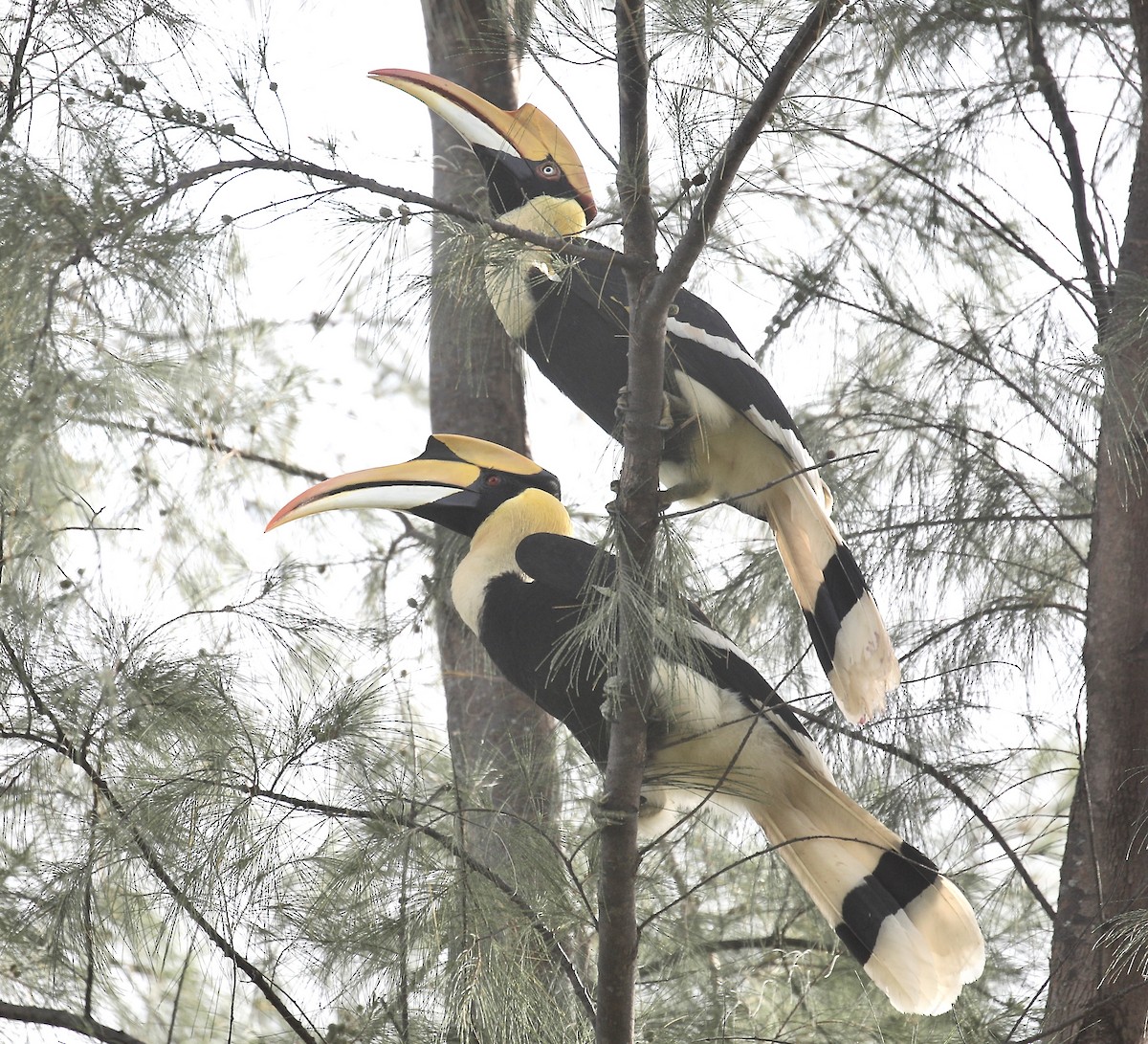 Great Hornbill - ML643632151
