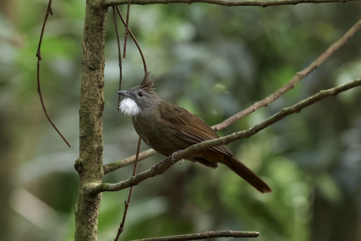 Penan Bulbul (Penan) - ML643632156