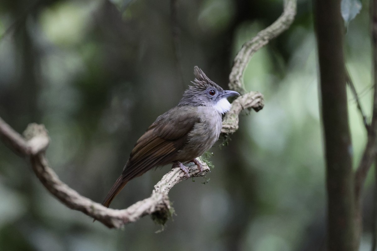 Penan Bulbul (Penan) - ML643632157
