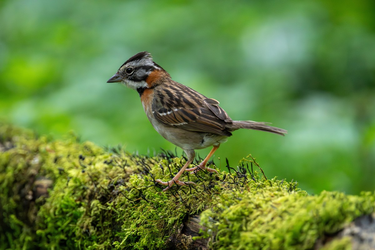 Rufous-collared Sparrow - ML643632161