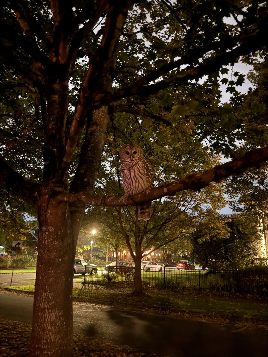 Barred Owl - ML643632164