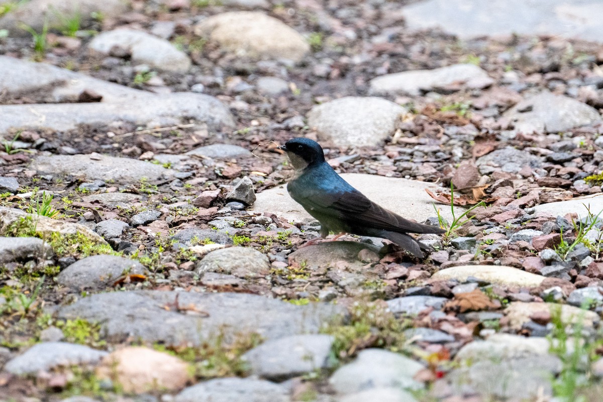 Brown-bellied Swallow - ML643632182