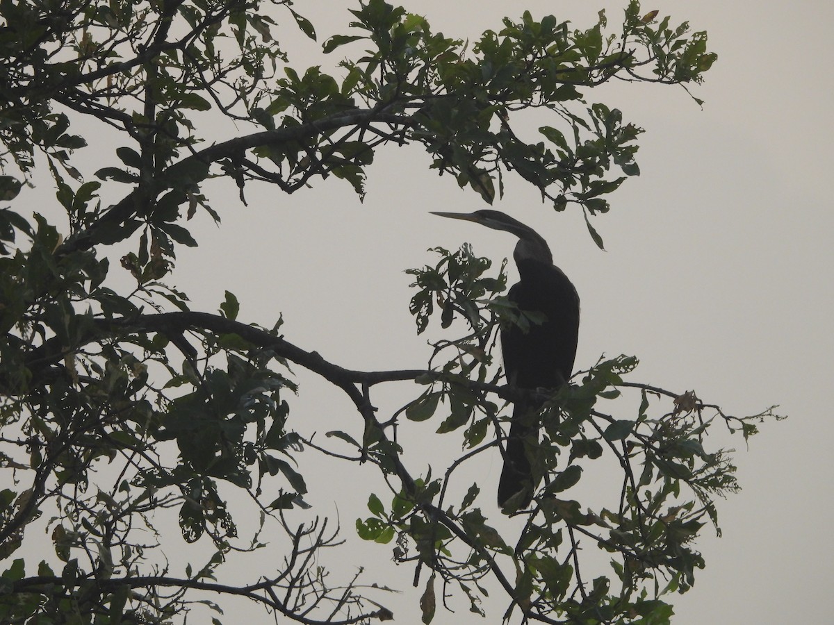 アジアヘビウ - ML643632185