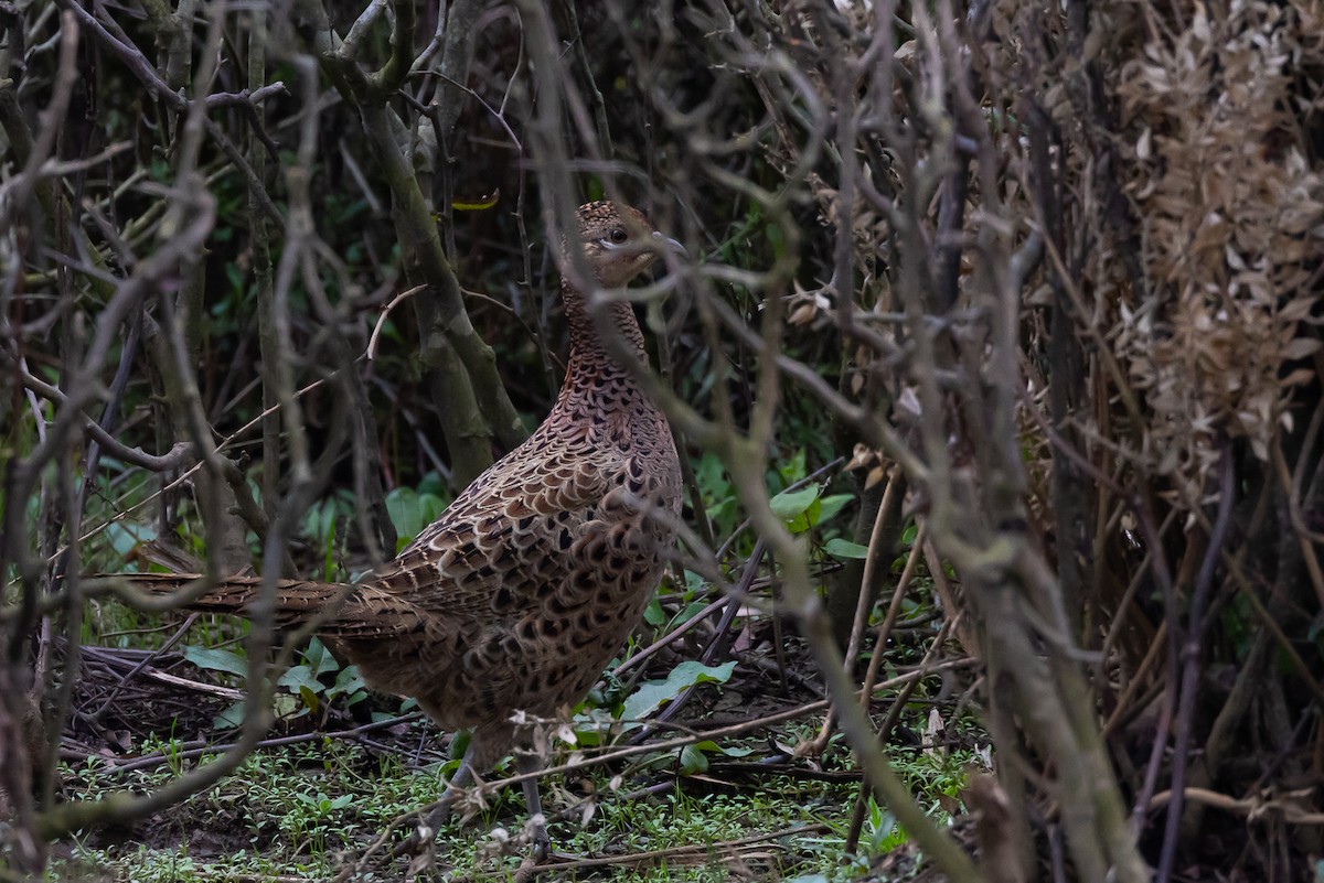 bažant obecný - ML643632190