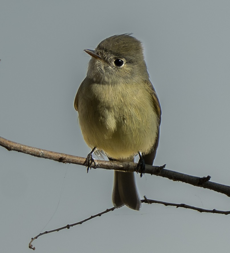 Hammond's Flycatcher - ML643632195