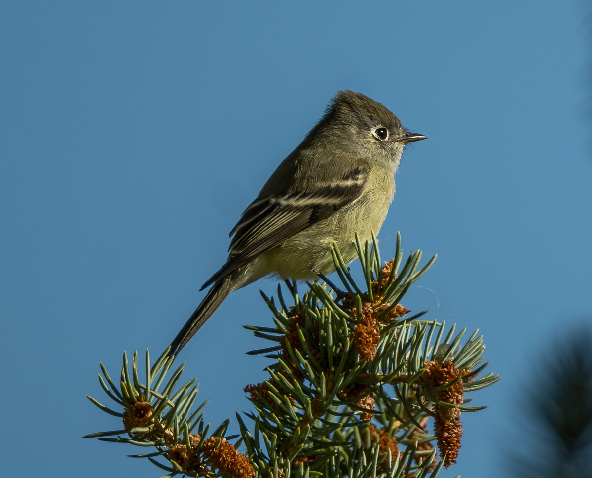 Hammond's Flycatcher - ML643632196