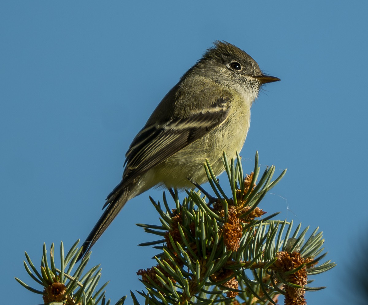 Hammond's Flycatcher - ML643632197