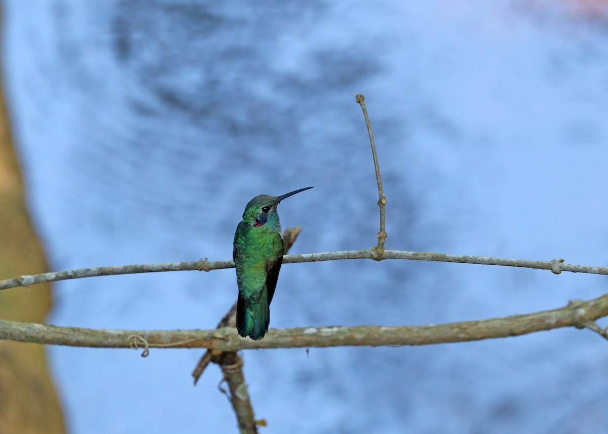 White-vented Violetear - ML643632205