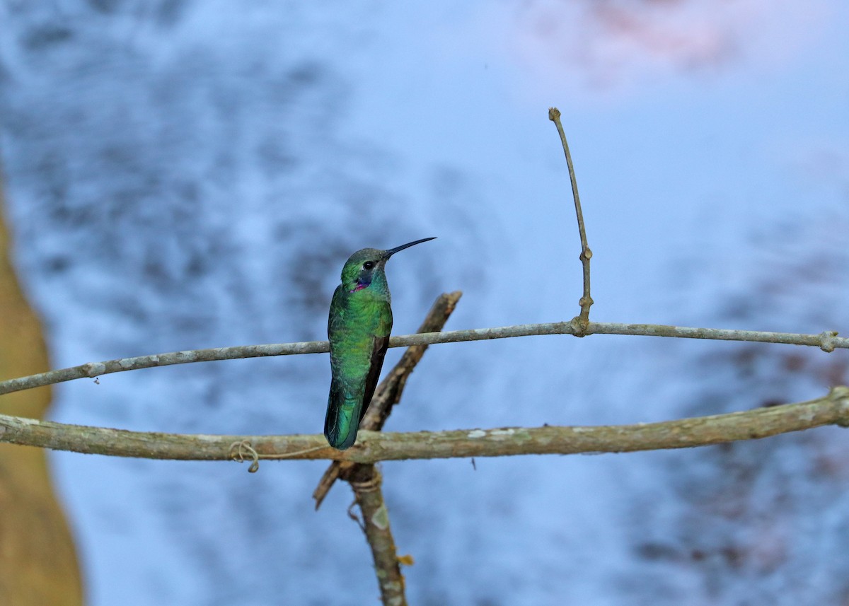 White-vented Violetear - ML643632206