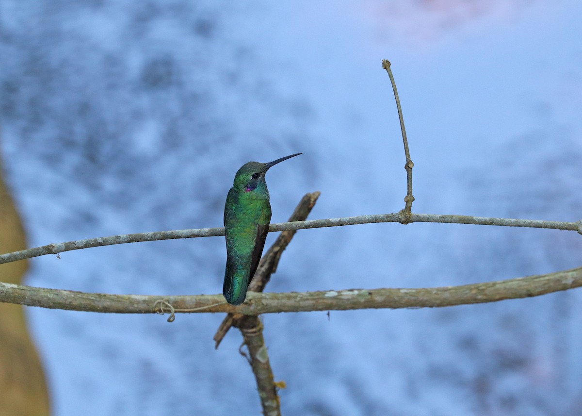 White-vented Violetear - ML643632207