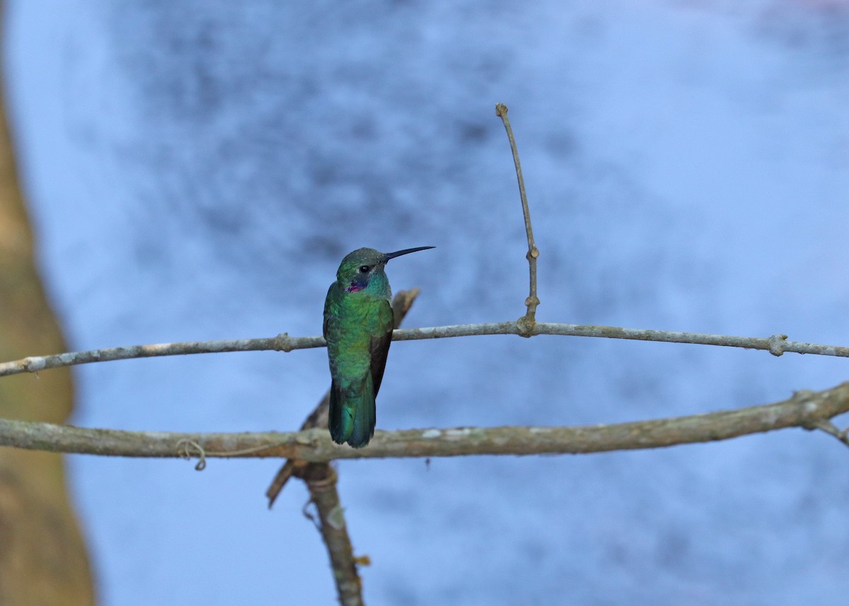 White-vented Violetear - ML643632208