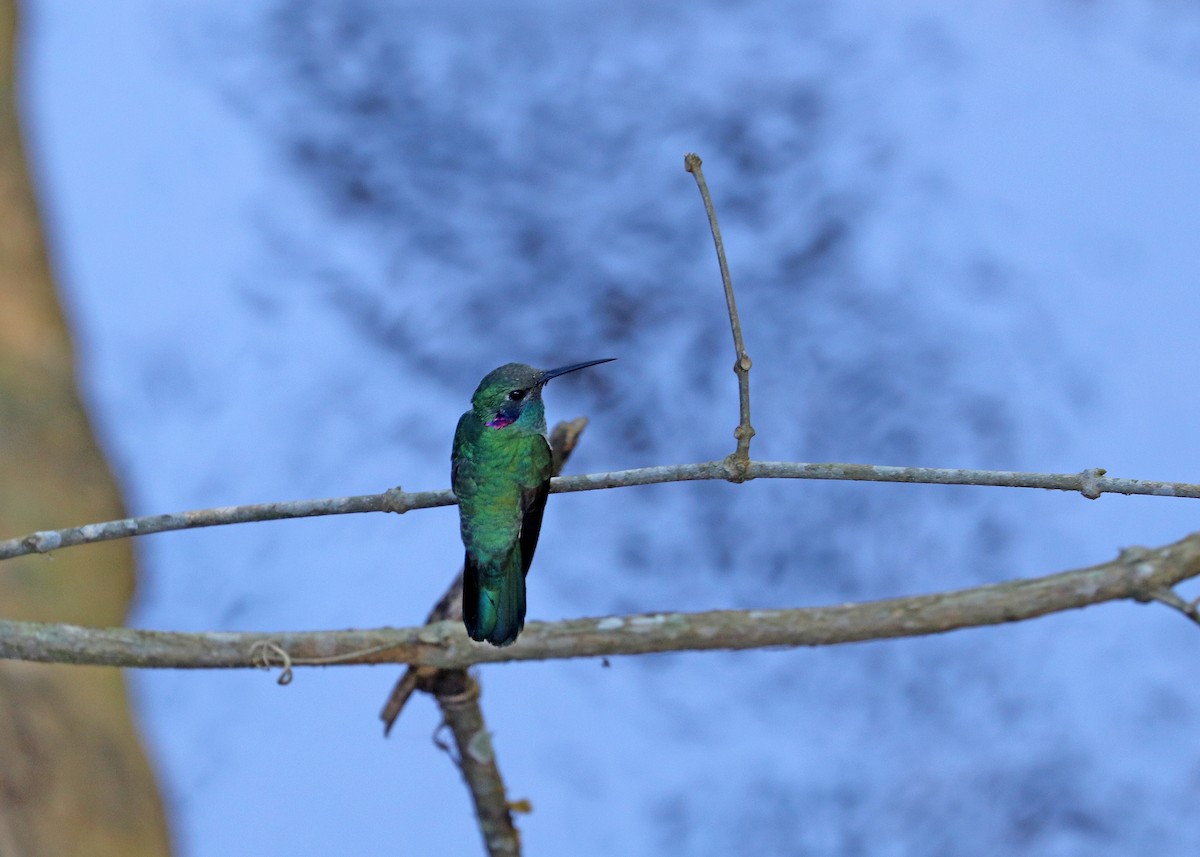 White-vented Violetear - ML643632209