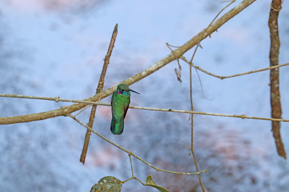 White-vented Violetear - ML643632210