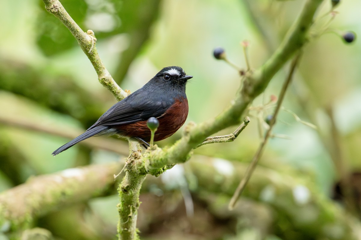 Chestnut-bellied Chat-Tyrant - ML643632211