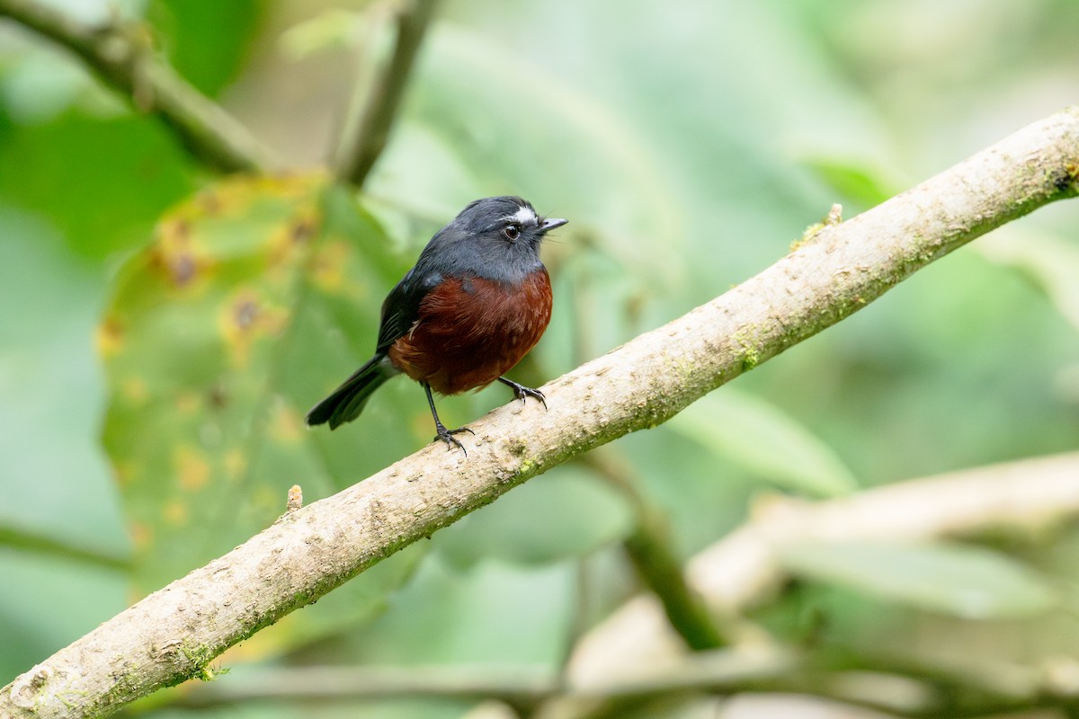 Chestnut-bellied Chat-Tyrant - ML643632212