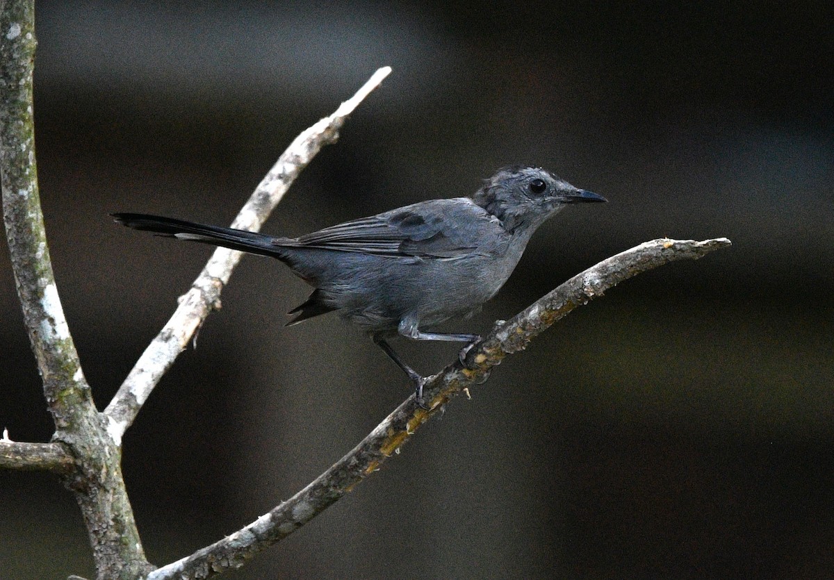 Gray Catbird - ML643632214
