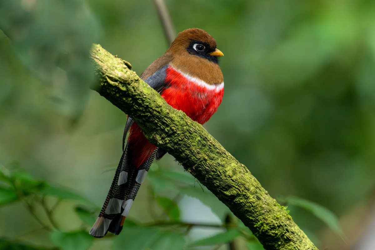 trogon škraboškový - ML643632221