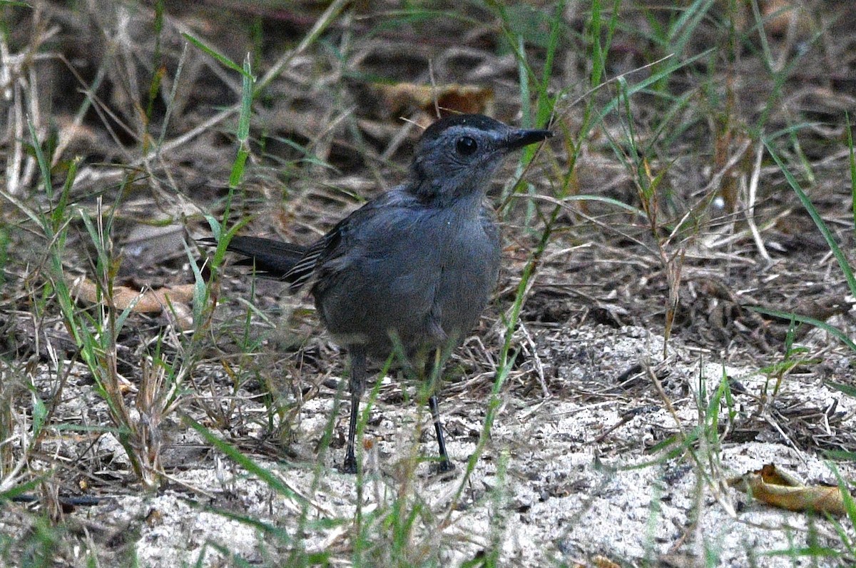 Gray Catbird - ML643632236