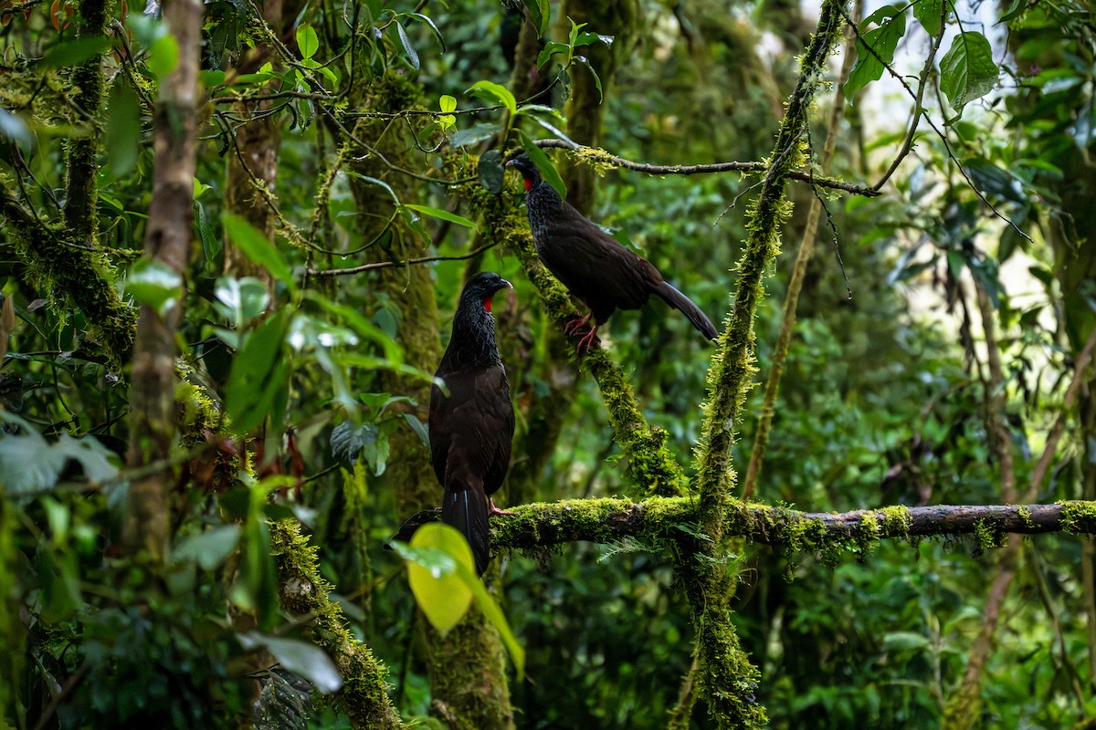 Andean Guan - ML643632255