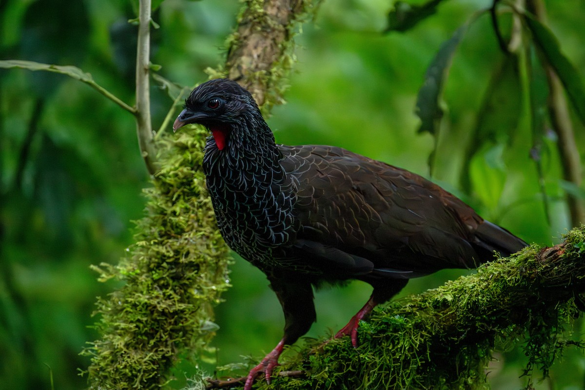 Andean Guan - ML643632256