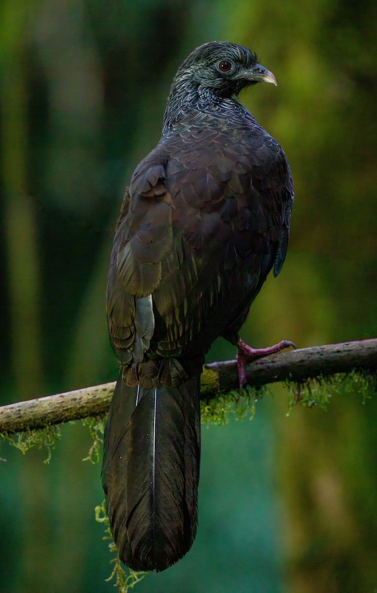 Andean Guan - ML643632257