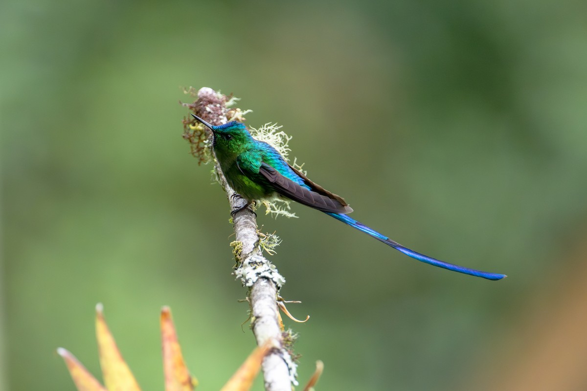 Long-tailed Sylph - ML643632281