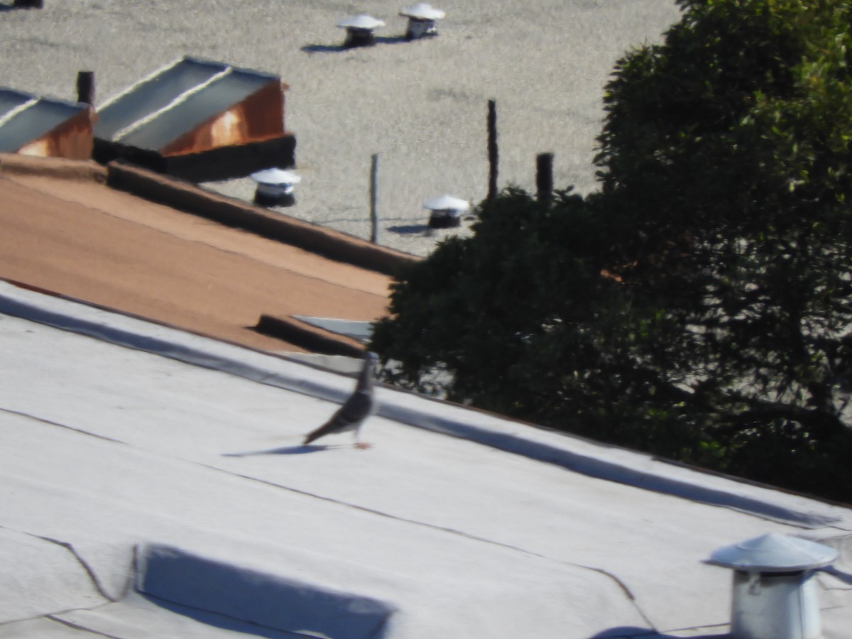 Rock Pigeon (Feral Pigeon) - ML643632282