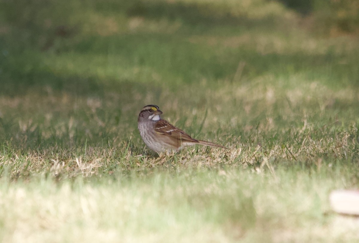 White-throated Sparrow - ML643632287