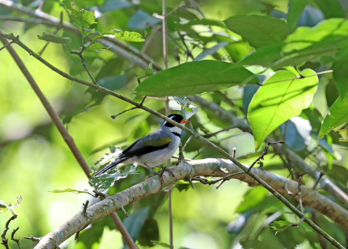 Желтоклювый тохи - ML643632291