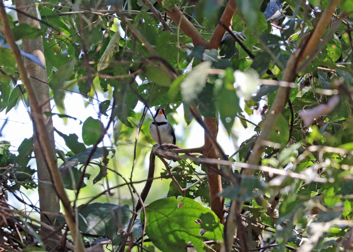 Желтоклювый тохи - ML643632293