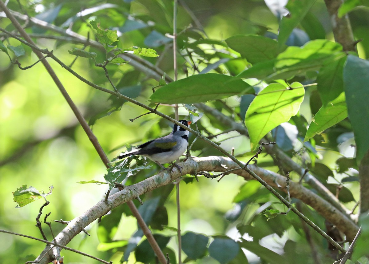 Желтоклювый тохи - ML643632294