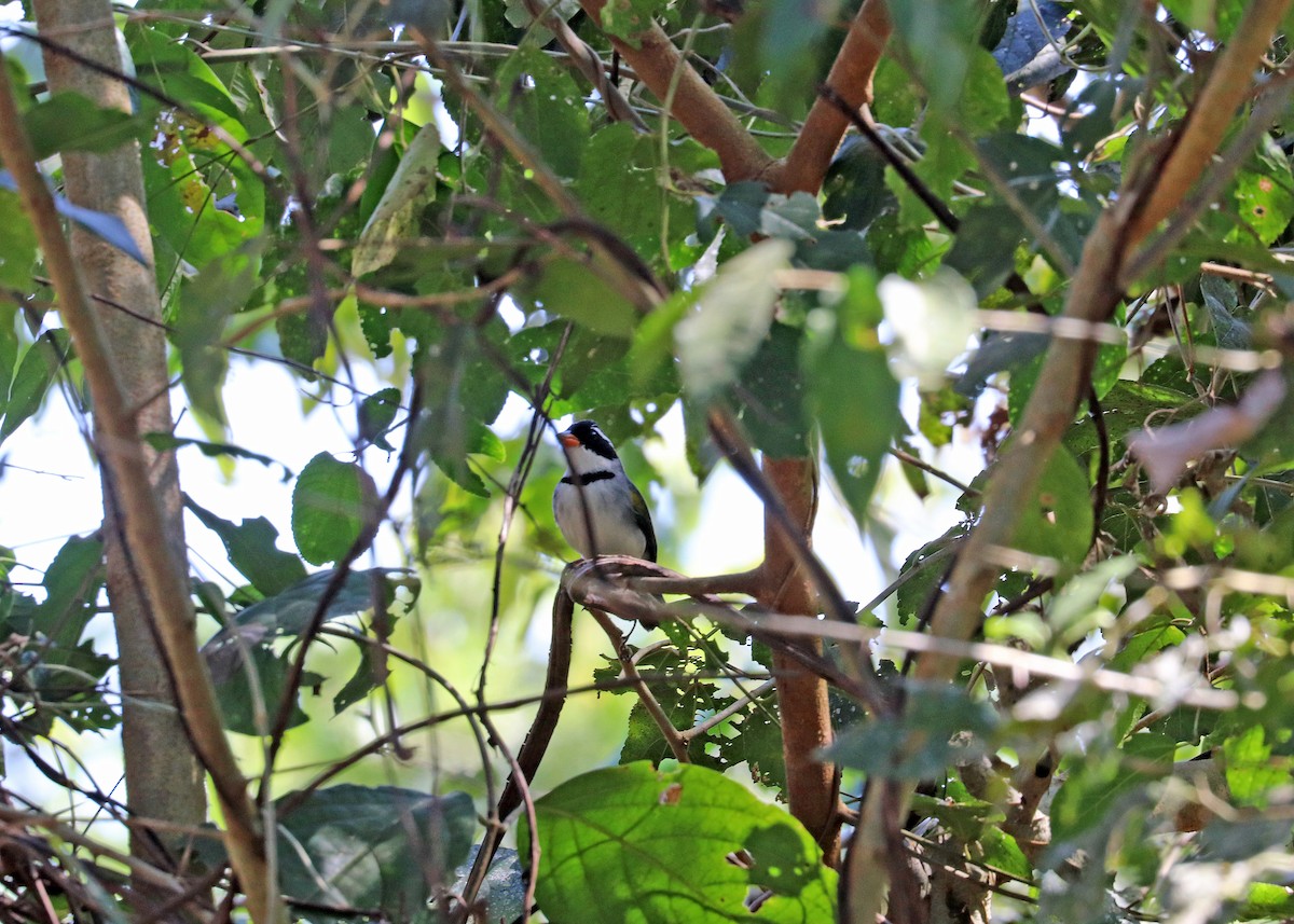 Желтоклювый тохи - ML643632295